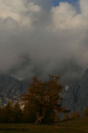 Lärche walcheralm 21268 2007-10-17.jpg