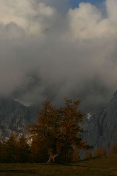 Datei:Lärche walcheralm 21268 2007-10-17.jpg