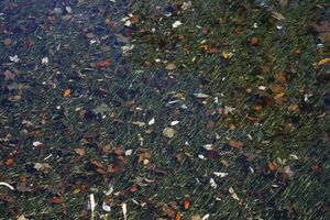 Almseeteich burgstaller 13933 2015-11-12.jpg