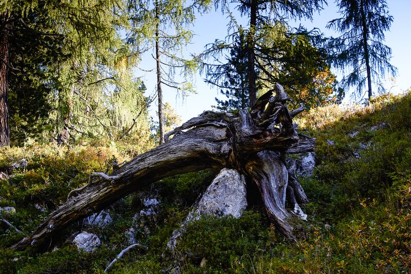 Datei:Brandner Urwald-1091-2020-09-15.jpg