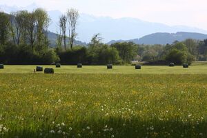 Enns-Altarme Niederstuttern 58376 2014-05-21.jpg