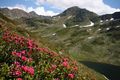 Giglachsee 1270 2011-06-22.jpg