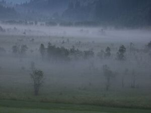 Tettermoor 0174 2005-07-28.jpg