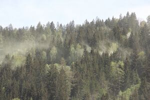 Waldblüte schladming 71221 2018-04-28.jpg