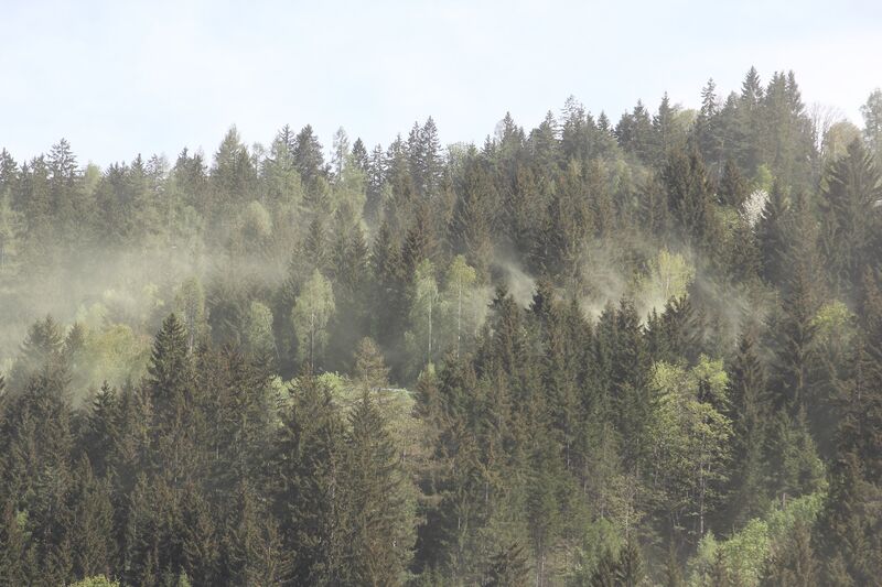 Datei:Waldblüte schladming 71221 2018-04-28.jpg