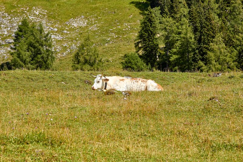 Datei:Bärenfeichtenalm-3137-2021-08-03.jpg