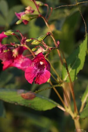 Drüsiges Springkraut3073.jpg