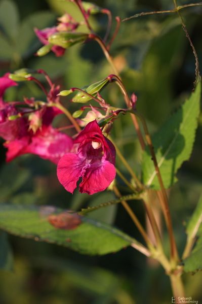 Datei:Drüsiges Springkraut3073.jpg