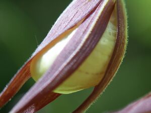 Frauenschuh 1964 2004-05-30.jpg