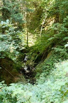 Keuschlergrabenbach Straßerberg-0057-2023-09-15.jpg