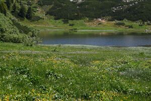 Plannersee 65266 2014-06-26.jpg