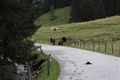Sölkpassstraße mautneralm 55545 2017-08-13.jpg