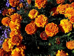 Stiftsgarten Admont02.JPG