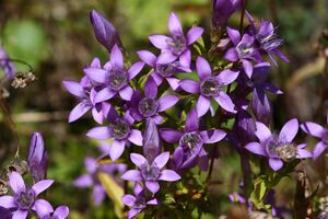 Deutscher Fransenenzian-jagersb 02471 2015-09-12.jpg