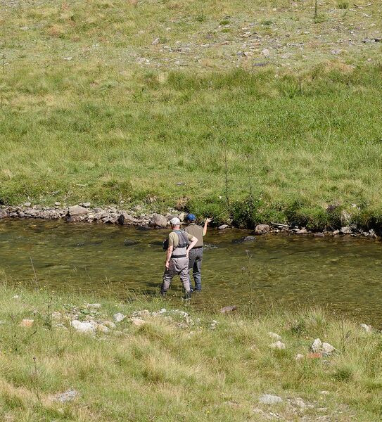 Datei:Fliegenfischer schwarzenseebach-0185-2025-07-02.jpg