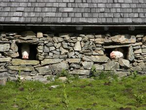 Giglach 2102 2006-07-10.jpg