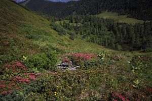 Gumpenkar 54478 2017-07-05.jpg