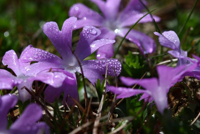 Datei:Zwerg-primel strickerkar 56026 2014-05-02.jpg