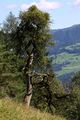 Gerharter baum rössing 98972 2015-08-26.jpg