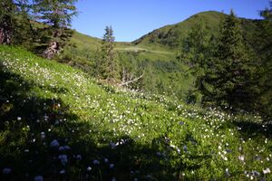 Klockalm 57757 2015-07-11.jpg