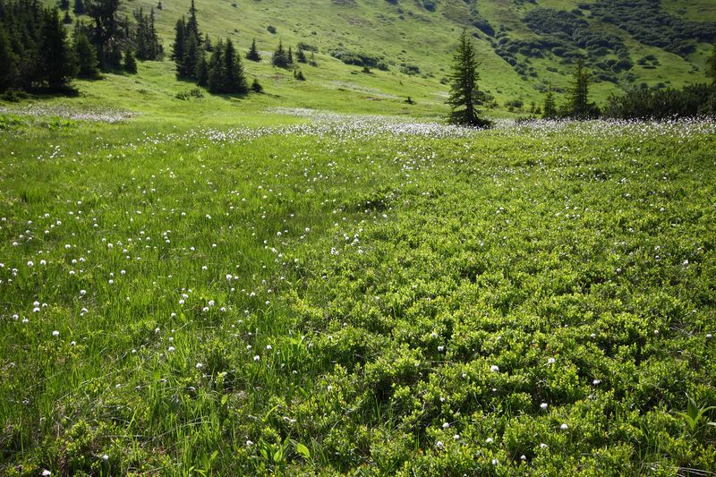 Datei:Mößnakar 0866 13-07-12.jpg