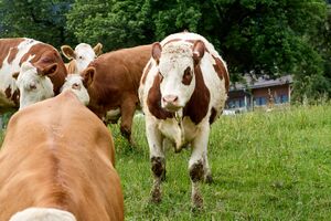 BH raml wieden-0632-2023-06-16.jpg