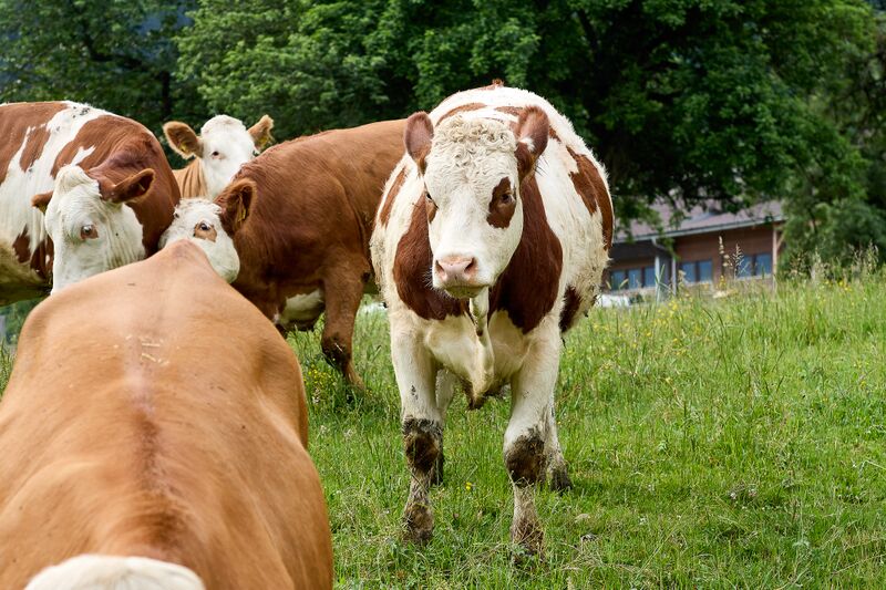 Datei:BH raml wieden-0632-2023-06-16.jpg