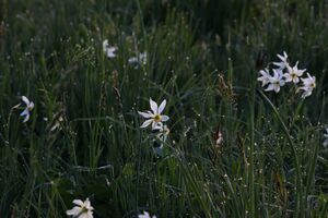 Feuchtwiesen trautenfels5988.jpg