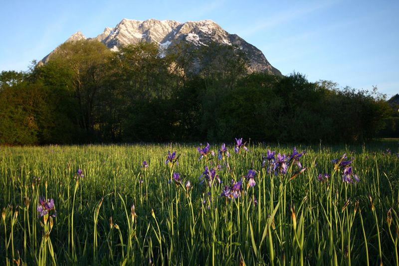 Datei:Feuchtwiesen trautenfels6014.jpg