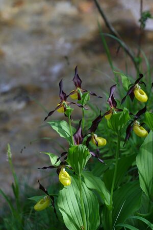 Frauenschuh 2099 2008-05-29.jpg