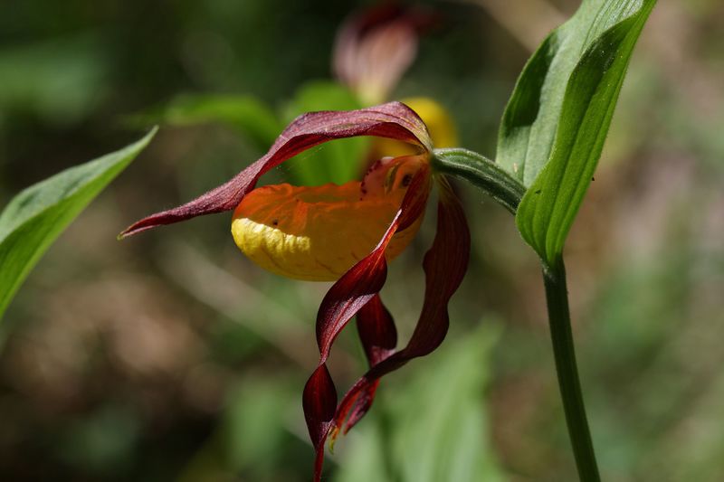 Datei:Frauenschuh 2335 2011-05-26.jpg