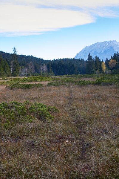 Datei:Knoppenmoos pichl-0283-2021-10-30.jpg