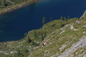 Moaralmsee planaiHW 0946 2011-08-11.jpg