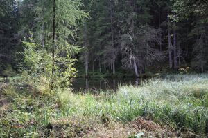 Salleitnerteich Oberhausberg 57597 2017-09-15.jpg