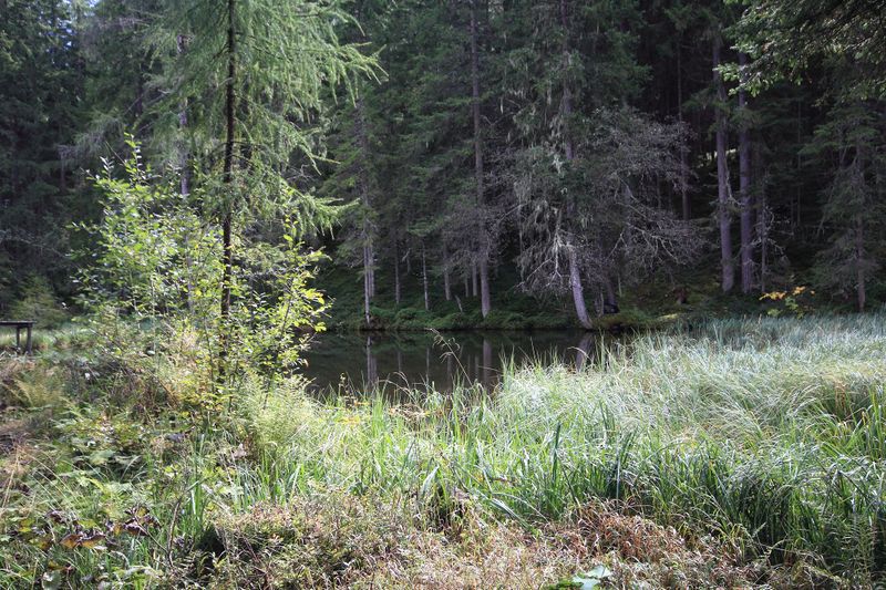 Datei:Salleitnerteich Oberhausberg 57597 2017-09-15.jpg