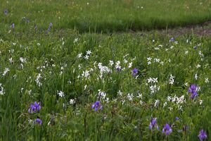 Trautenfels niederstuttern 57815 2014-05-14.jpg