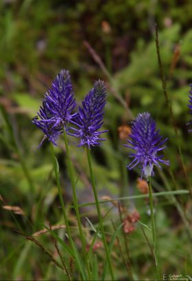 Ziestblättrige Teufelskralle8948.jpg