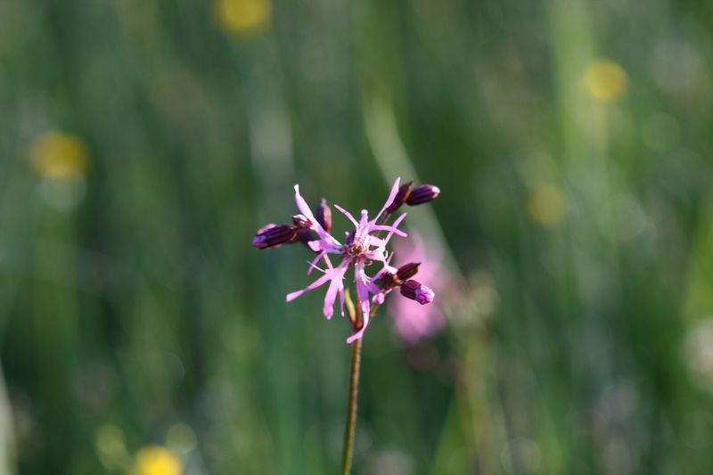 Datei:Feuchtwiesen trautenfels6091.jpg