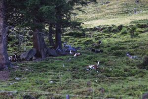 Judenalm -sattental 57401 2017-08-25.jpg