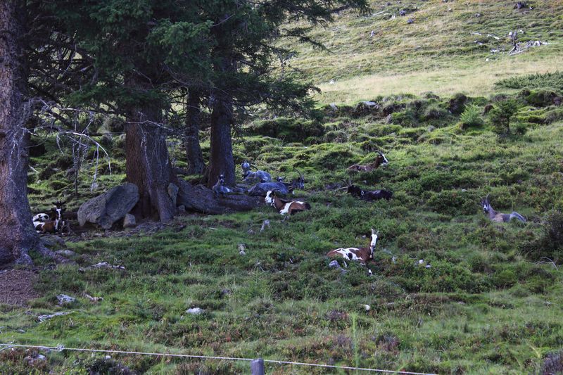 Datei:Judenalm -sattental 57401 2017-08-25.jpg