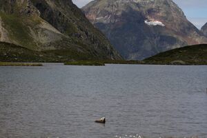 Oberer lanschitzsee 98116 2011-08-12.jpg