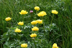 Trollblume blaufeldscharte 58101 2013-07-10.jpg