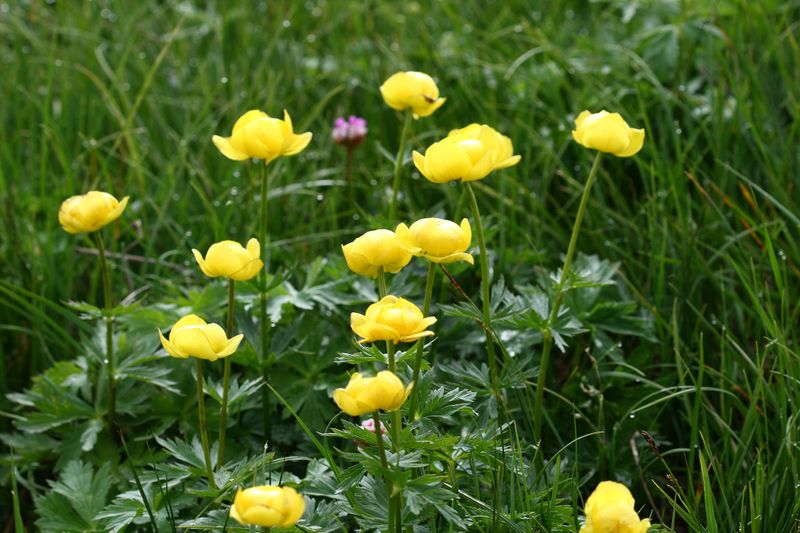 Datei:Trollblume blaufeldscharte 58101 2013-07-10.jpg