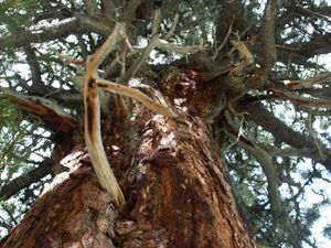 Zirbe im herzmeierkar 15452 2005-07-20.jpg