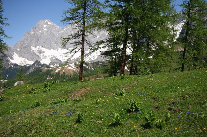 Datei:Frühlingsenzian-brandriedel 90712 2008-06-02.jpg
