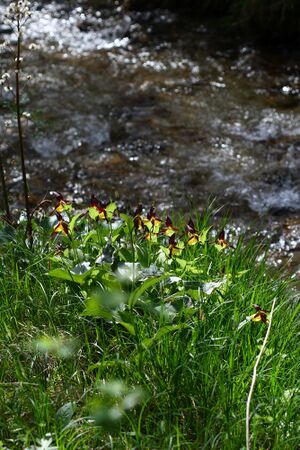 Frauenschuh 2109 2008-05-29.jpg