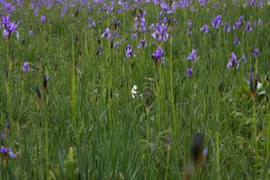 Trautenfels niederstuttern 57809 2014-05-14.jpg