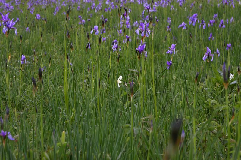 Datei:Trautenfels niederstuttern 57809 2014-05-14.jpg