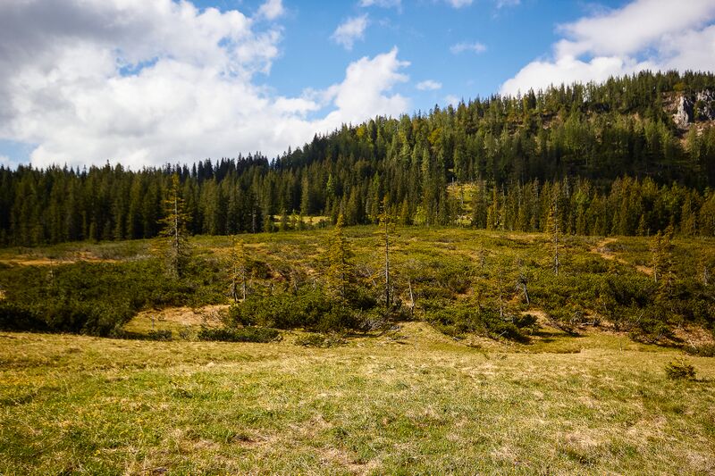 Datei:Zlaimmöser-Moore zleimalm-104-2020-05-27.jpg