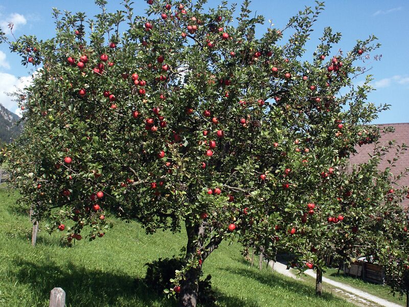 Datei:Apfelbaum-birnberg-991.jpg